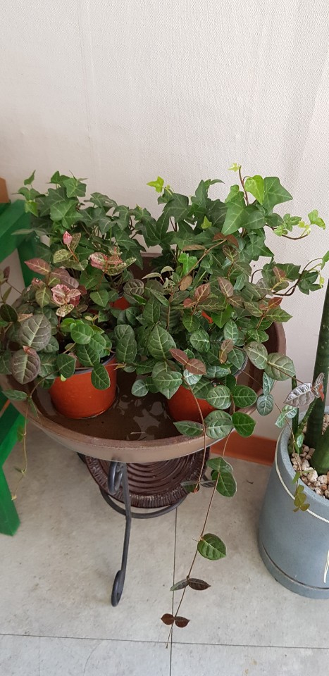 강북구 미아동 삼양동 백세사랑 재가복지센터 방문요양 장기요양등급신청